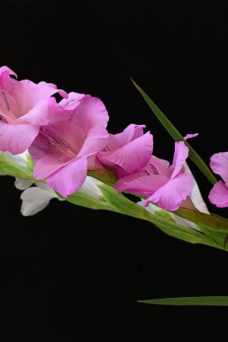 Güzel çiçeklerin yakın plan görüntüsü, doğa kavramı... 