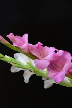 Güzel çiçeklerin yakın plan görüntüsü, doğa kavramı... 