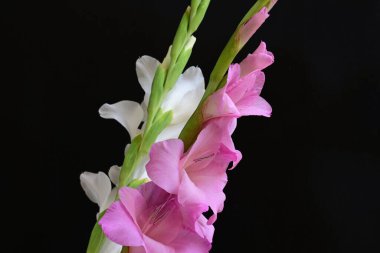 Güzel çiçeklerin yakın plan görüntüsü, doğa kavramı... 