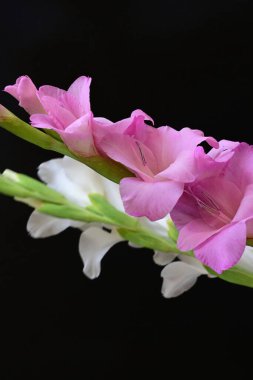 Güzel çiçeklerin yakın plan görüntüsü, doğa kavramı... 