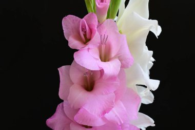 Güzel çiçeklerin yakın plan görüntüsü, doğa kavramı... 