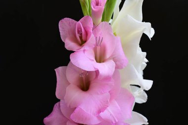 Güzel çiçeklerin yakın plan görüntüsü, doğa kavramı... 