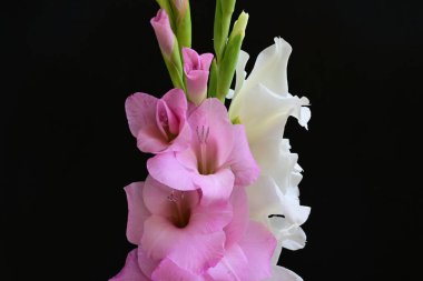 Güzel çiçeklerin yakın plan görüntüsü, doğa kavramı... 