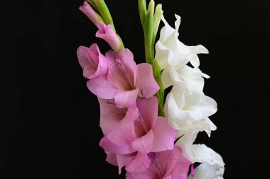 Güzel çiçeklerin yakın plan görüntüsü, doğa kavramı... 