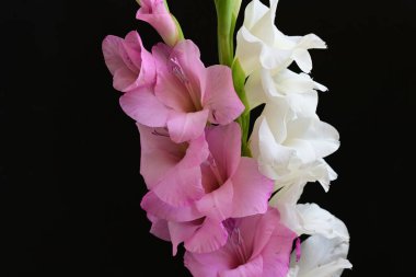 Güzel çiçeklerin yakın plan görüntüsü, doğa kavramı... 