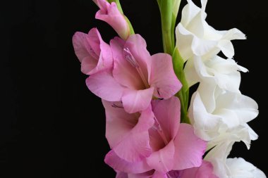 Güzel çiçeklerin yakın plan görüntüsü, doğa kavramı... 