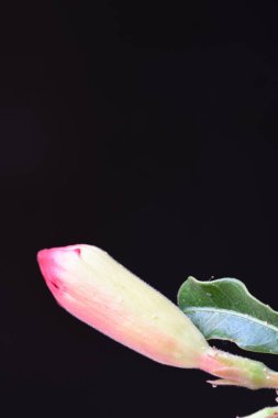 Güzel çiçeklerin yakın plan görüntüsü, doğa kavramı... 