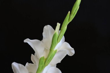 Güzel çiçeklerin yakın plan görüntüsü, doğa kavramı... 