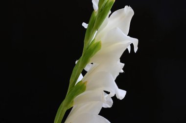 Güzel çiçeklerin yakın plan görüntüsü, doğa kavramı... 