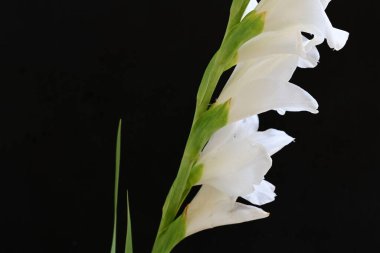 Güzel çiçeklerin yakın plan görüntüsü, doğa kavramı... 