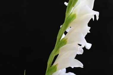 Güzel çiçeklerin yakın plan görüntüsü, doğa kavramı... 