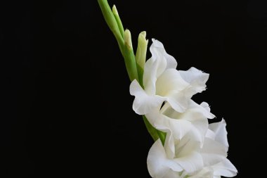 Güzel çiçeklerin yakın plan görüntüsü, doğa kavramı... 