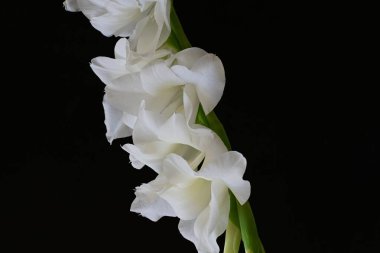 Güzel çiçeklerin yakın plan görüntüsü, doğa kavramı... 