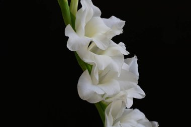 Siyah arka plan üzerine izole güzel Glayöl çiçek 