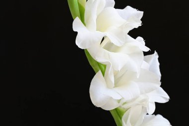 Siyah arka plan üzerine izole güzel Glayöl çiçek 