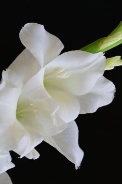 Siyah arka plan üzerine izole güzel Glayöl çiçek 