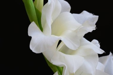 Siyah arka plan üzerine izole güzel Glayöl çiçek 