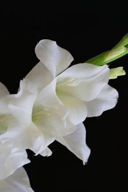 Siyah arka plan üzerine izole güzel Glayöl çiçek 