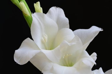 Siyah arka plan üzerine izole güzel Glayöl çiçek 