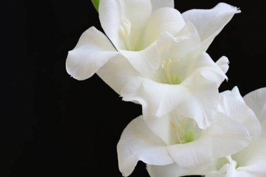 Siyah arka plan üzerine izole güzel Glayöl çiçek 