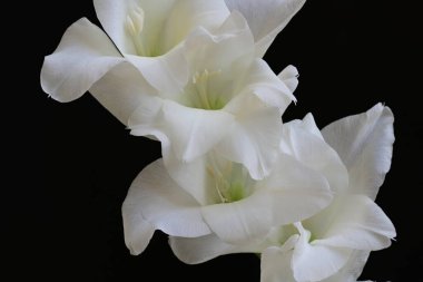 Siyah arka plan üzerine izole güzel Glayöl çiçek 