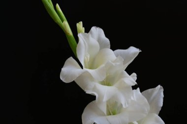 Siyah arka plan üzerine izole güzel Glayöl çiçek 