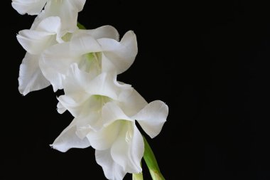 Siyah arka plan üzerine izole güzel Glayöl çiçek 