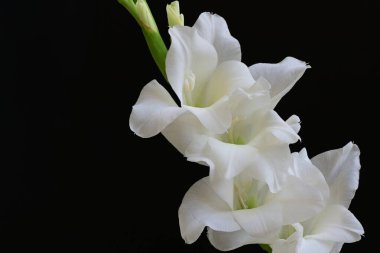 Siyah arka plan üzerine izole güzel Glayöl çiçek 