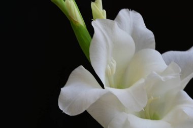 Siyah arka plan üzerine izole güzel Glayöl çiçek 