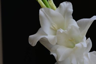 Siyah arka plan üzerine izole güzel Glayöl çiçek 