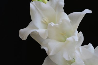 Siyah arka plan üzerine izole güzel Glayöl çiçek 