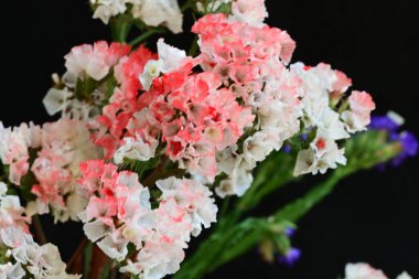 Yazın bahçedeki güzel çiçekleri kapat.