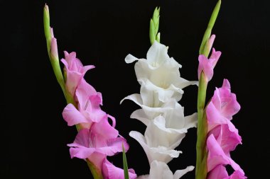 Siyah arka plan üzerine izole güzel Glayöl çiçek 