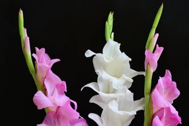 Siyah arka plan üzerine izole güzel Glayöl çiçek 