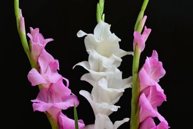 Siyah arka plan üzerine izole güzel Glayöl çiçek 