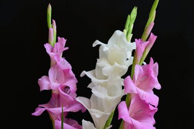 Siyah arka plan üzerine izole güzel Glayöl çiçek 