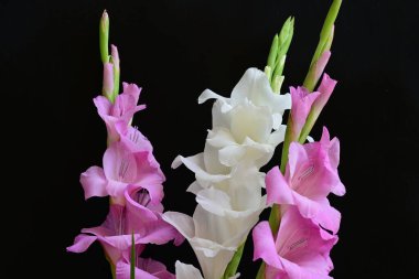 Siyah arka plan üzerine izole güzel Glayöl çiçek 