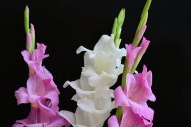 Siyah arka plan üzerine izole güzel Glayöl çiçek 