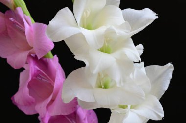 Siyah arka plan üzerine izole güzel Glayöl çiçek 