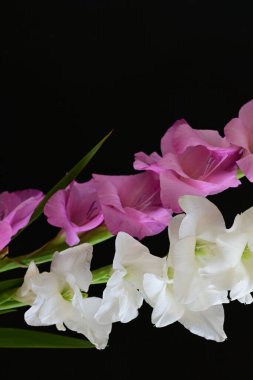 Siyah arka plan üzerine izole güzel Glayöl çiçek 