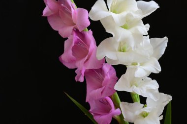 Siyah arka plan üzerine izole güzel Glayöl çiçek 