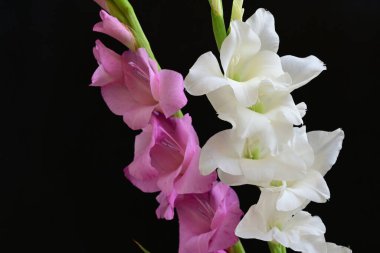 Siyah arka plan üzerine izole güzel Glayöl çiçek 