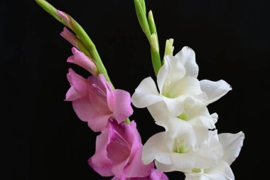 Siyah arka plan üzerine izole güzel Glayöl çiçek 