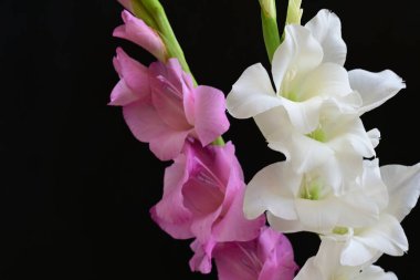 Siyah arka plan üzerine izole güzel Glayöl çiçek 