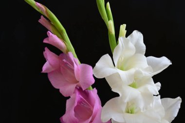 Siyah arka plan üzerine izole güzel Glayöl çiçek 