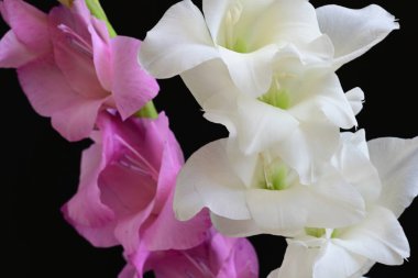 Siyah arka plan üzerine izole güzel Glayöl çiçek 