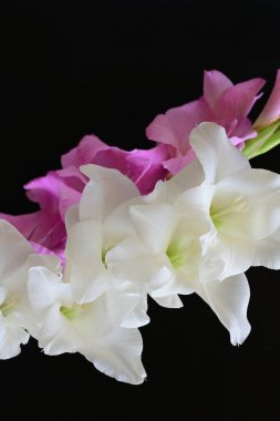 Siyah arka plan üzerine izole güzel Glayöl çiçek 