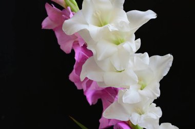 Siyah arka plan üzerine izole güzel Glayöl çiçek 