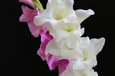 Siyah arka plan üzerine izole güzel Glayöl çiçek 