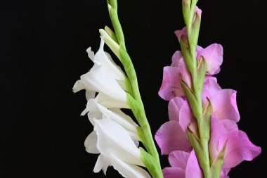 Siyah arka plan üzerine izole güzel Glayöl çiçek 